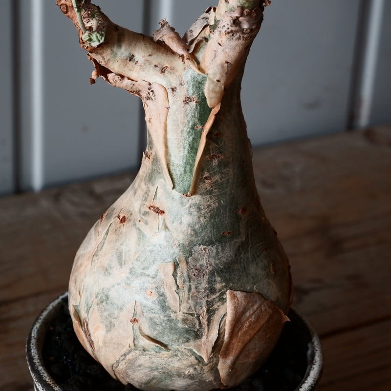 キフォステンマ ベティフォルメ ソマリア キフォステンマ ベティフォルメ ナローリーフ ソマリア産 輸入株