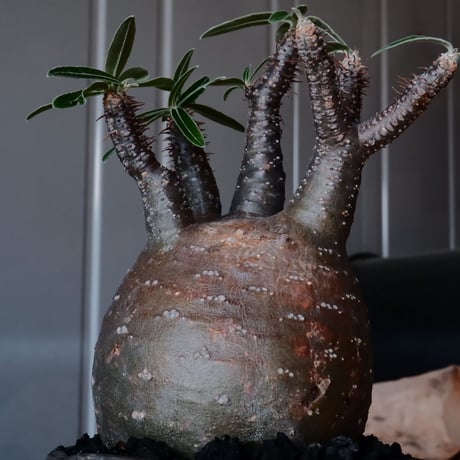 グラキリス φ9.5cm - 象牙宮 - ［No.13］  ×   沼野秀章 作「 black wrap 」3号 植木鉢 笠間焼
