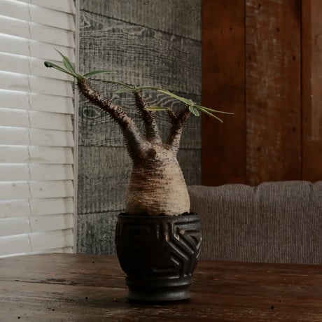 グラキリス φ7.5cm - 象牙宮 - ［No.68］  ×  根本峻吾 作 S.N POT type.round「 鐡 - kurogane - 」 3号  笠間焼