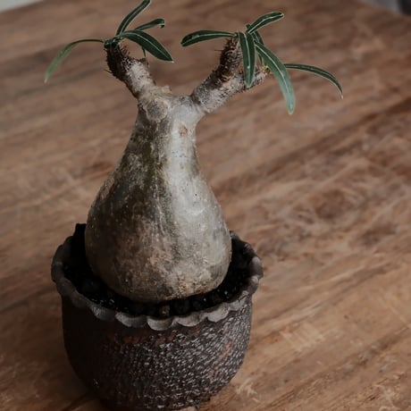 発根済 グラキリス  - 象牙宮 - size S［No.217］  ×  與那嶺大輔 作 「琉球飛び鉋」3号 植木鉢