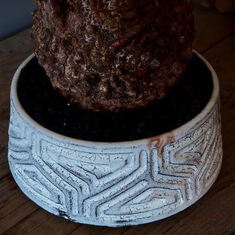 【大株】オペルクリカリア パキプス φ 14cm［No.04］  ×   根本峻吾 作 S.N POT  type.cylinder - low「 月光ノ鐵 」6号 浅鉢