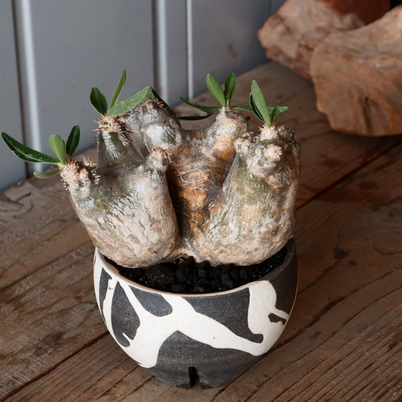 中株 パキポディウム ブレビカリックス 輸入株［No.20］ × 沼野秀章