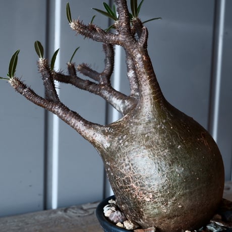 グラキリス φ9.5cm - 象牙宮-［No.26］× 森田昌求 作【 CLAW - BORDER - 】4号 植木鉢 笠間焼
