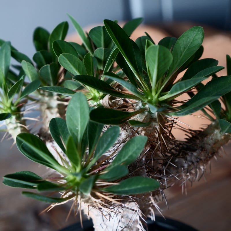 ユーフォルビア ギラウミニアナ 輸入株［No.42］ 3.5号鉢 | Botanical