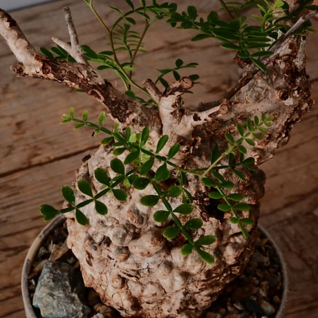 オペルクリカリア パキプス φ8.5cm［No.22］  × 杉山悠 作 4号 植木鉢 笠間焼