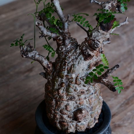オペルクリカリア パキプス［No.44］  ×   沼野秀章 作「 black wrap 」3号 植木鉢 笠間焼