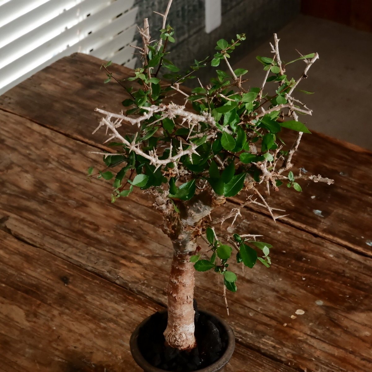 【美樹形】コミュフォラ　シンプリキフォリア　現地発根株 美樹形】コミュフォラ シンプリキフォリア 現地発根株