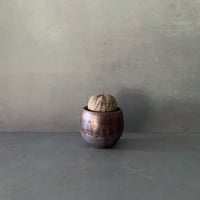 輸入株 オベサ 6.4cm OB-04  ×【 ISOBE - BACHI 】"丸壺型" 笠間焼 2.5号鉢 ［作家 磯部祐介］