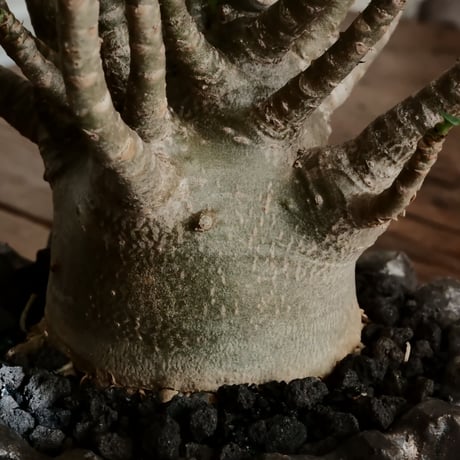 《美形》アデニウム アラビカム " ドワーフ " φ7cm［No.15］  ×  松野然 作 「ZEN」3.5号 植木鉢