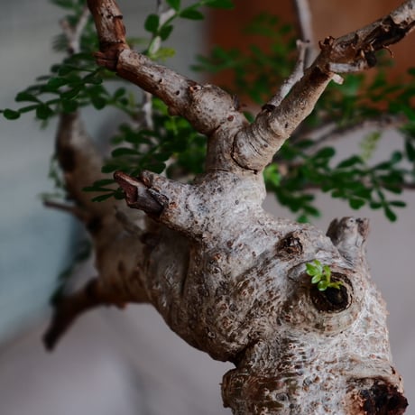 オペルクリカリア パキプス φ12cm［No.35］  ×   根本峻吾 作 S.N POT 「 雷電 - raiden - 」5号 植木鉢 笠間焼