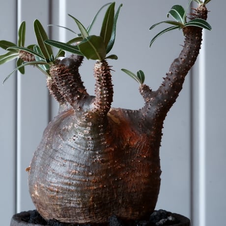 グラキリス φ8.5cm - 象牙宮 - ［No.37］  ×   沼野秀章 作「 black wrap 」3号 植木鉢 笠間焼