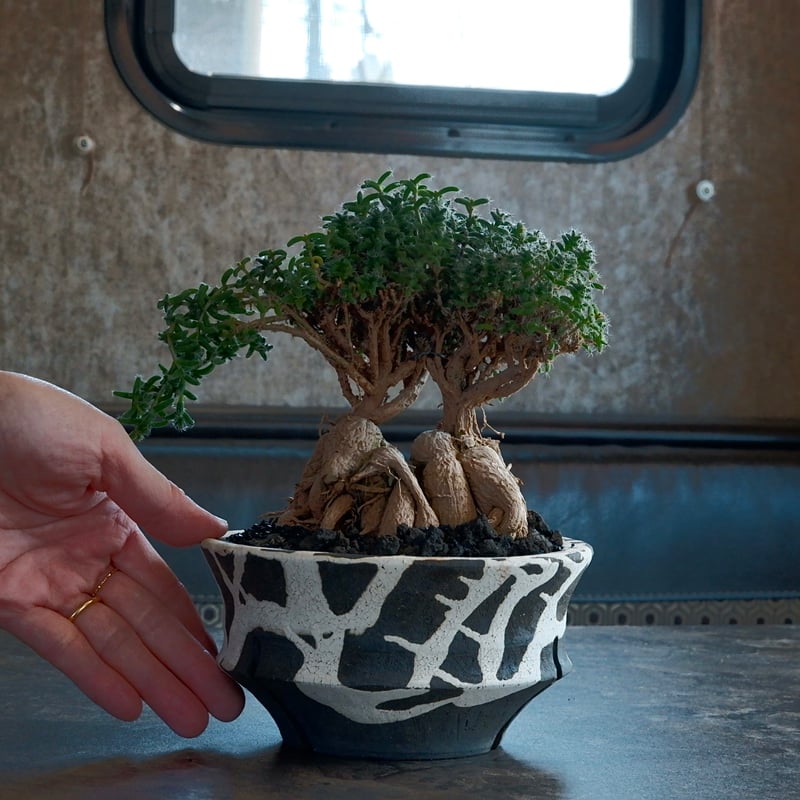 トリコディアデマ・ブルボスム - 姫紅小松 - 寄せ植え［No.01］× 沼野