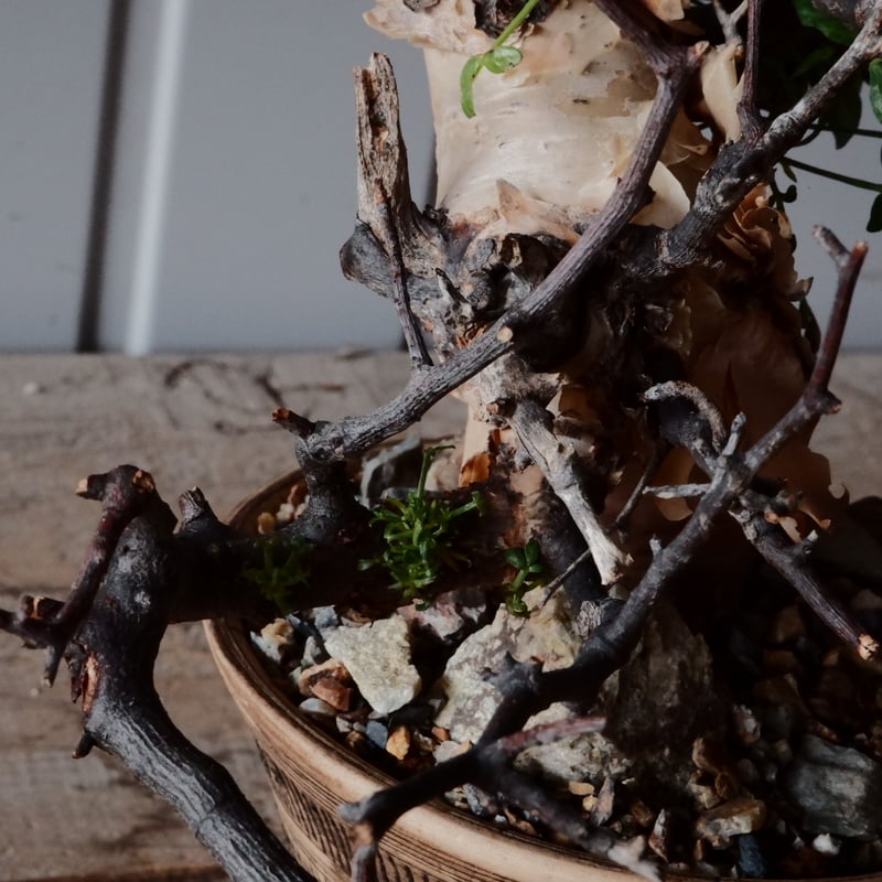 コミフォラ ピュアカタフ カタチ製作所 コミフォラ カタフ ピュア［No.09］ × 森田昌求 作【 Abstract Scratc