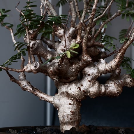 センナ メリディオナリス 輸入株［No.39］  × 松野 然 作 「ZEN」5.5号 植木鉢