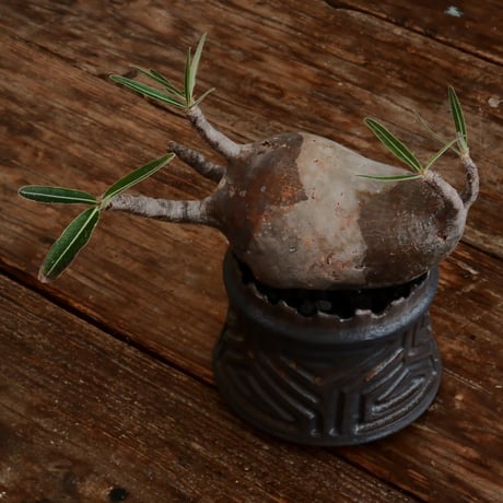 双頭グラキリス - 象牙宮- ［No.173］  ×   根本峻吾 作 S.N POT type.cylinder「 鐡 - 黒焔 - 」4号 植木鉢 笠間焼