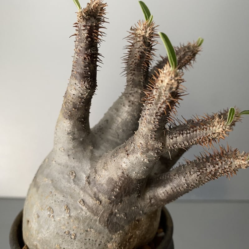 発根済 グラキリス 現地株 BG-154 × S.N.Pot - horizon - 3号鉢