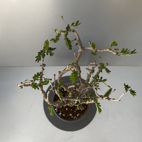 センナ  メリディオナリス  発根済 現地株 SE-04 × 燻し銀"群青"笠間焼 4号鉢