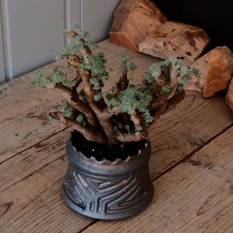 【大株 / w23cm】サルコカウロン ムルチフィズム［No.04］  ×   根本峻吾 作 S.N POT type.cylinder「 鐡 - 黒焔 - 」 4号 植木鉢