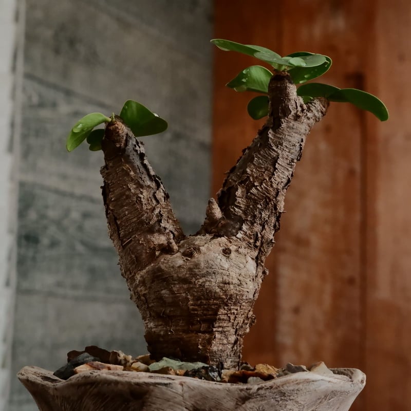 ユーフォルビア ペルシステンス 鉢ごと発送 植木鉢ごと多肉植物を送る