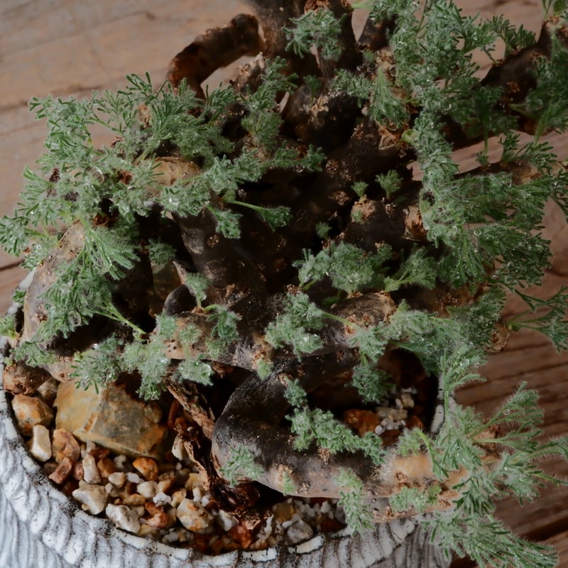 大株 / w28cm】サルコカウロン ムルチフィズム［No.05］ × 根本峻吾 作