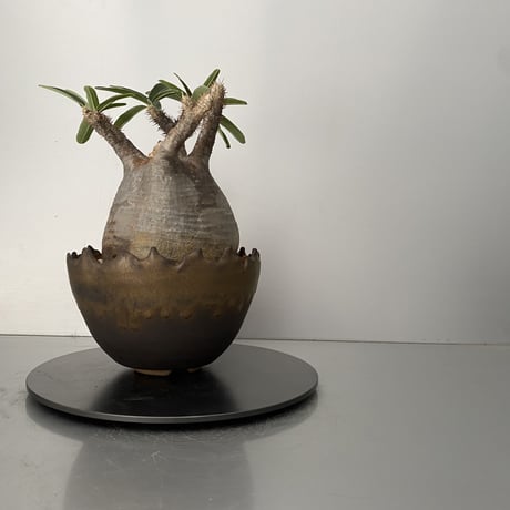 発根済 グラキリス BG-201 × S.N.Pot "丸"- crown - 5号鉢 ［作家  "根本峻吾"］