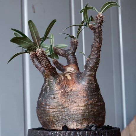 グラキリス φ8.5cm - 象牙宮 - ［No.37］  ×   沼野秀章 作「 black wrap 」3号 植木鉢 笠間焼