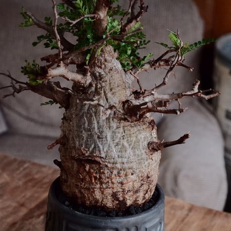 オペルクリカリア パキプス φ10cm［No.23］  ×  根本峻吾 作 S.N POT type.tall「 鐡 - kurogane - 」4号 植木鉢 笠間焼