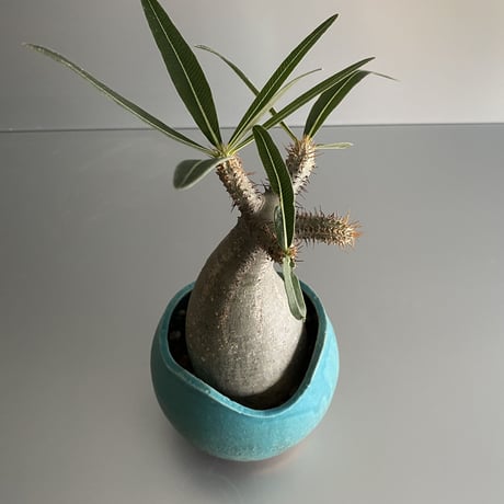 恐竜 Gracilius  ×  Shell pot S「Turquoise blue」 - 笠間焼 - C94