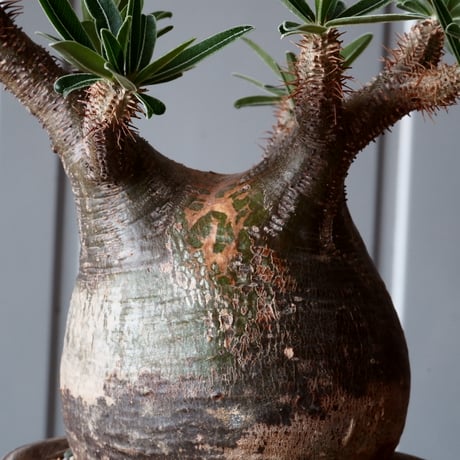 グラキリス φ10cm - 象牙宮 -［No.43］  ×   沼野秀章 作「 刻ム音 」3.5号 植木鉢 笠間焼
