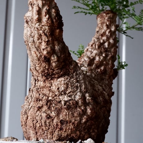 オペルクリカリア パキプス φ 14cm［No.06］  × 根本峻吾 作 S.N POT type.low「 鐵 -堕天白- 」5号鉢 笠間焼