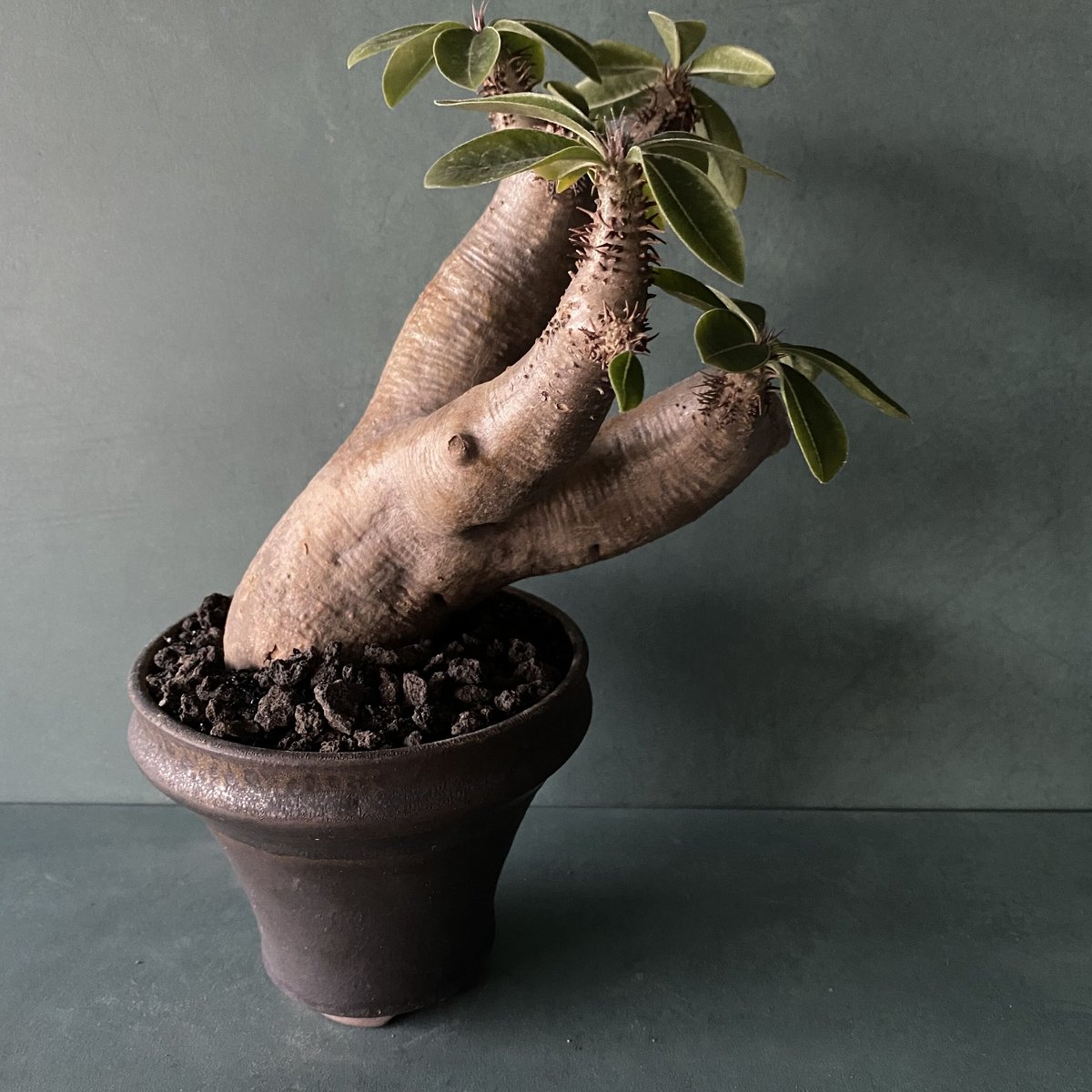 発根済 マカイエンセ SN-14 × S.N.Pot 