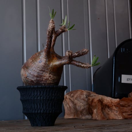 グラキリス φ10cm - 象牙宮 -［No.223］  × 沖誠 作「 Bark / round 」 3号 植木鉢 笠間焼