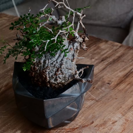 オペルクリカリア パキプス φ11cm［No.26］  ×  根本峻吾 作 S.N POT special「 黒騎士 - kurokishi - 」5号 植木鉢 笠間焼