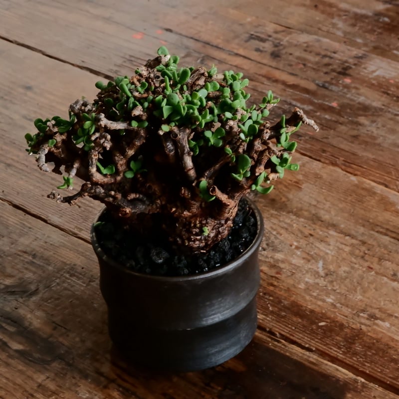 【発根済・芽吹き】③ケラリア・ピグマエア/鉢ごと発送 発根済・芽吹き】③ケラリア・ピグマエア/鉢ごと発送 ケラリア