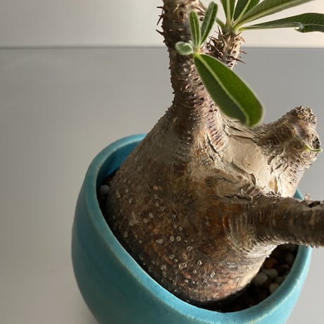 赤肌 Gracilius  ×  Shell pot S「Turquoise blue」 - 笠間焼 - C96