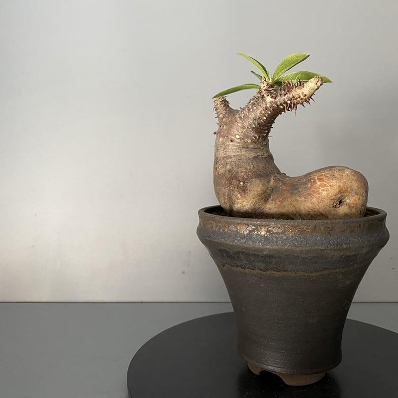 発根済 マカイエンセ 魔界玉 現地株 BG-122 × S.N.Pot - horizon