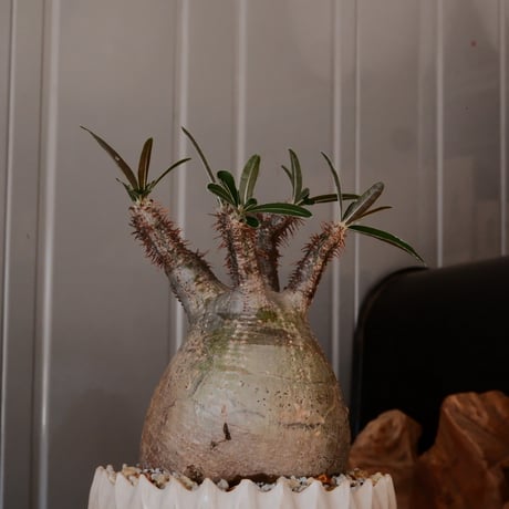 【 φ8.5cm 】グラキリス - 象牙宮 - ［No.244］  × 中野明彦 作 「 KIRIKO」4号 植木鉢 笠間焼