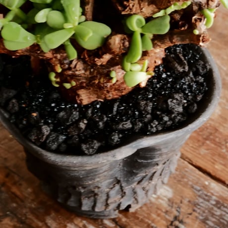 ケラリア ピグマエア 発根済［No.24］  ×   沼野秀章 作「 black wrap 」4号 植木鉢 笠間焼