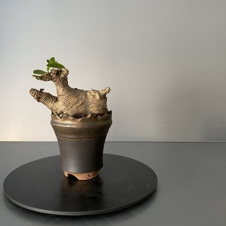 発根済 チビ マカイエンセ 魔界玉 現地株 BG-133 × S.N.Pot - crown - 3号鉢 ［作家  "根本峻吾"］