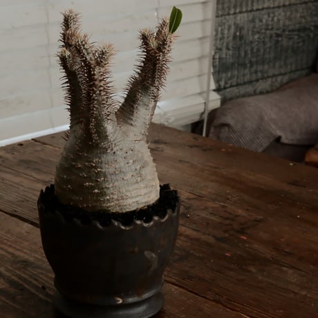 グラキリス φ9.5cm - 象牙宮 - ［No.75］  ×   根本峻吾 作 S.N POT type.round「 黒焔 - kokuen - 」4号 植木鉢 笠間焼