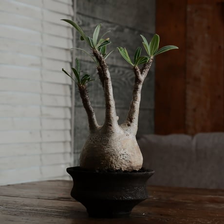 グラキリス - 象牙宮 -［No.17］  ×   沼野秀章 作「 black wrap 」4号 植木鉢 笠間焼