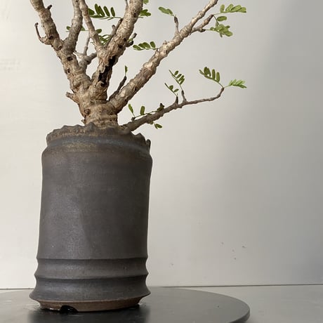 センナ  メリディオナリス  発根済 現地株 SE-02 × S.N.Pot - crown - 3号鉢