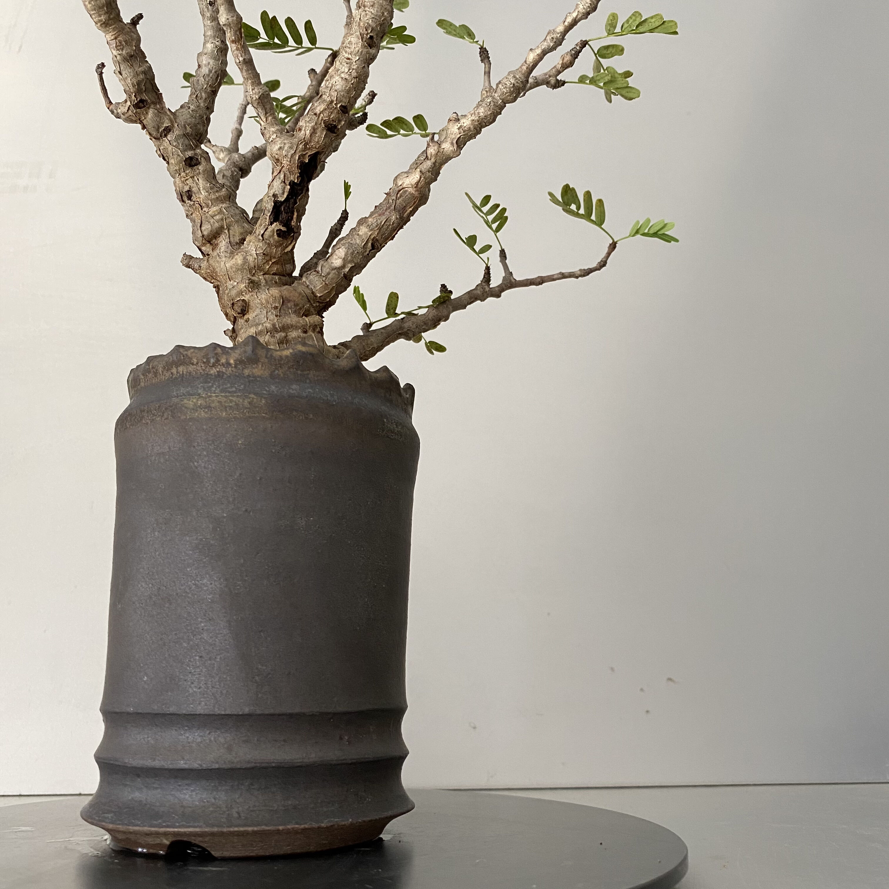 センナ メリディオナリス 発根済 現地株 SE-02 × S.N.Pot - crown