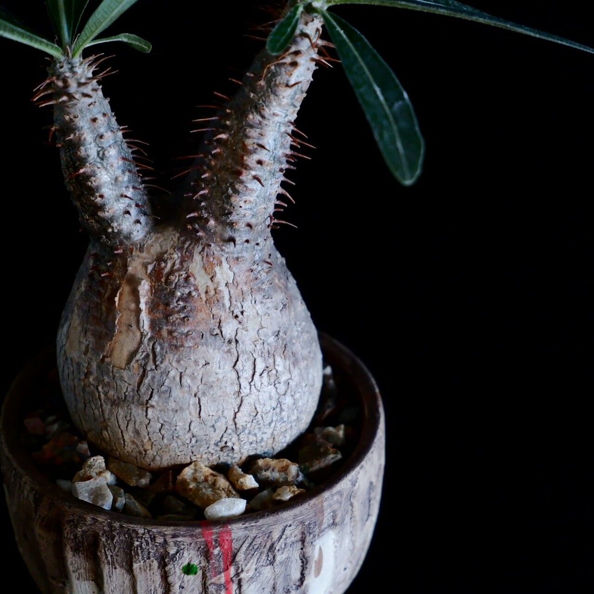 沼野秀章 / 刻ム音 / 5号 新品未使用 アガベ グラキリス CATEGORY 沼野