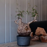 オペルクリカリア パキプス φ 14cm［No.09］  ×   與那嶺大輔 作 「琉球飛鉋」5号 植木鉢