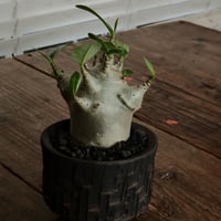 《超人》アデニウム アラビカム " スーパードワーフ " φ6cm［No.10］  ×   沼野秀章 作「 black wrap 」3号 植木鉢 笠間焼