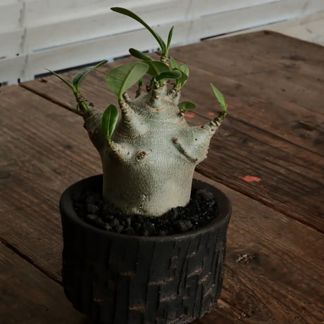 油彩画 アデニウム img_cache_d_1308251_1_17431679