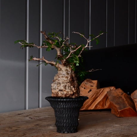 オペルクリカリア パキプス φ9cm［No.27］  × 沖誠 作品【 Bark / upper spread 】3号 植木鉢 笠間焼