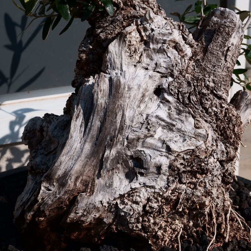 Old Olive 古木オリーブ［No.24］× 10号皿鉢 (φ30cm) | Botani