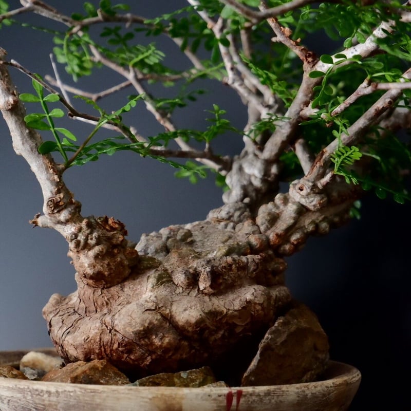 超扁平 蟹型 オペルクリカリア パキプス［No.13］ × 沼野秀章 作 「刻